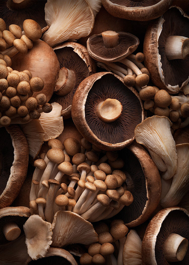 Medicinal Mushrooms To Supercharge Your Health